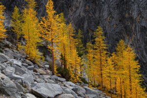 MtBakerVision - Autum View